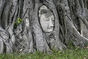 Category Buddhism Prints: Sandstone Buddha head at the foot of a Bodhi tree in Wat Mahathat