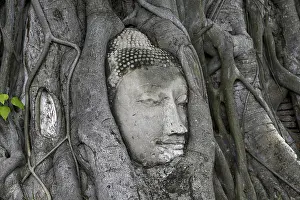 Category Buddhism Prints: Sandstone Buddha head at the foot of a Bodhi tree in Wat Mahathat