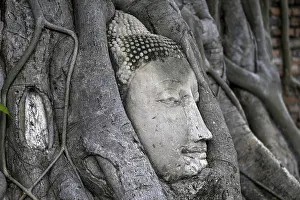 Sandstone Buddha head at the foot of a Bodhi tree in Wat Mahathat