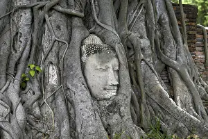 Sandstone Buddha head at the foot of a Bodhi tree in Wat Mahathat