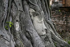 Sandstone Buddha head at the foot of a Bodhi tree in Wat Mahathat