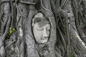 Sandstone Buddha head at the foot of a Bodhi tree in Wat Mahathat