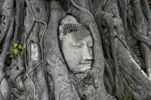 Sandstone Buddha head at the foot of a Bodhi tree in Wat Mahathat