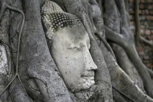 Sandstone Buddha head at the foot of a Bodhi tree in Wat Mahathat