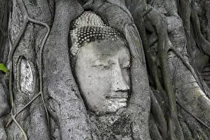Sandstone Buddha head at the foot of a Bodhi tree in Wat Mahathat