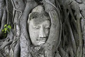 Sandstone Buddha head at the foot of a Bodhi tree in Wat Mahathat
