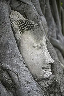 Sandstone Buddha head at the foot of a Bodhi tree in Wat Mahathat