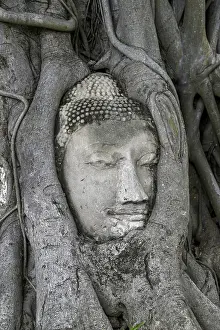Sandstone Buddha head at the foot of a Bodhi tree in Wat Mahathat
