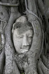Sandstone Buddha head at the foot of a Bodhi tree in Wat Mahathat