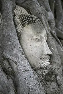 Sandstone Buddha head at the foot of a Bodhi tree in Wat Mahathat