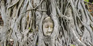 Sandstone head of a Buddha statue