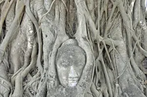 Sandstone head of a Buddha statue