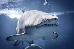 Sandtiger (Carcharias taurus), Aquarium