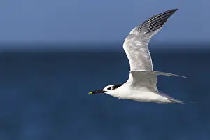 Sandwich Tern (Sandwich Tern) (Thalasseus (Sterna sandvicensis) sandvicensis)