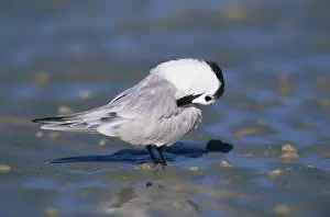 Sandwich Tern (Sterna sandvicensis)