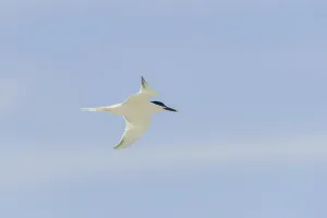 Sandwich tern (Sterna sandvicensis)