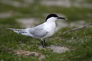 Sandwich tern (Sterna sandvicensis) standing in a meadow