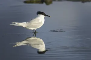 Sandwich Tern (Thalasseus sandvicensis)