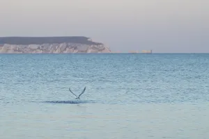 Sandwich tern (Thalasseus sandvicensis)