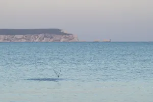 Sandwich tern (Thalasseus sandvicensis)