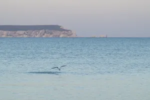 Sandwich tern (Thalasseus sandvicensis)