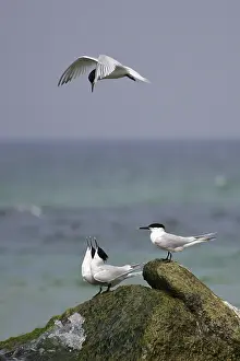Sandwich Tern (Thalasseus sandvicensis)