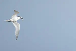 Sandwich tern (Thalasseus sandvicensis) adult bird with a fish in its beak in flight in summer