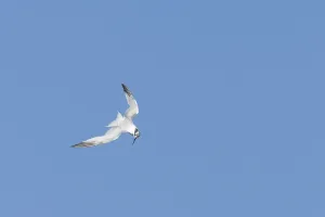 Sandwich tern (Thalasseus sandvicensis) adult bird in flight
