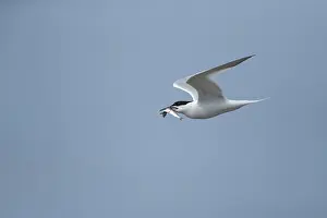 Sandwich tern (Thalasseus sandvicensis) adult bird in flight with a fish in its beak in summer