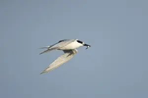 Sandwich tern (Thalasseus sandvicensis) adult bird in flight with a fish in its beak in summer