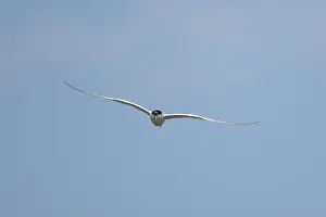 Sandwich tern (Thalasseus sandvicensis) adult bird flying with a fish in its beak in summer