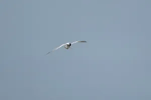 Sandwich tern (Thalasseus sandvicensis) adult bird preening in flight in a blue sky