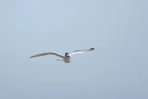 Sandwich tern (Thalasseus sandvicensis) adult bird shaking in flight
