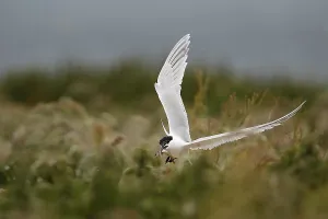 Sandwich Tern (Thalasseus sandvicensis) flying with fish in its beak