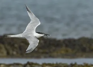 Sandwich Tern (Thalasseus sandvicensis) flying with sandeel in beak
