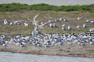 Sandwich Tern (Thalasseus sandvicensis) group