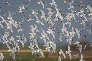 Sandwich Terns (Sterna sandvicensis) in flight