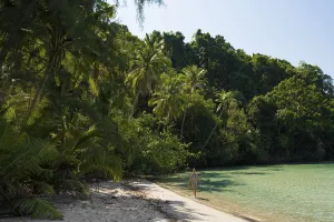 Sandy beach beach with coconut palms