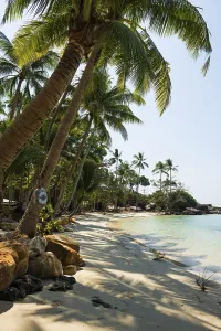 Sandy beach beach with coconut palms