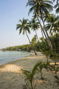 Sandy beach beach with coconut palms