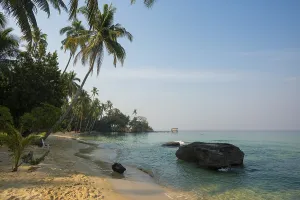 Sandy beach beach with coconut palms