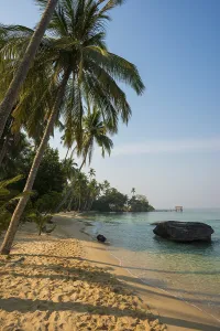 Sandy beach beach with coconut palms