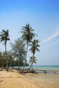 Sandy beach beach with coconut palms