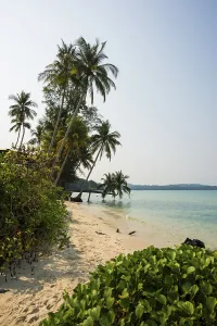 Sandy beach beach with coconut palms
