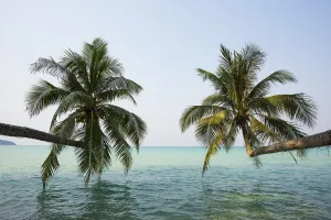 Sandy beach beach with coconut palms