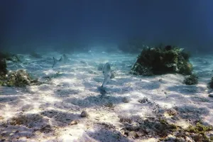 Sandy sea bottom Marine life, Underwater background