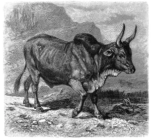 Sanga, Bos africanus, Sanga cattle is the collective term for indigenous cattle in sub-Saharan Africa