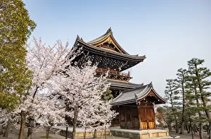 Sanmon Gate and blooming cherry trees