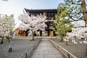 Sanmon Gate and blooming cherry trees
