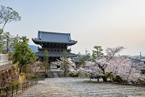 Sanmon Gate in evening light with blooming cherry trees